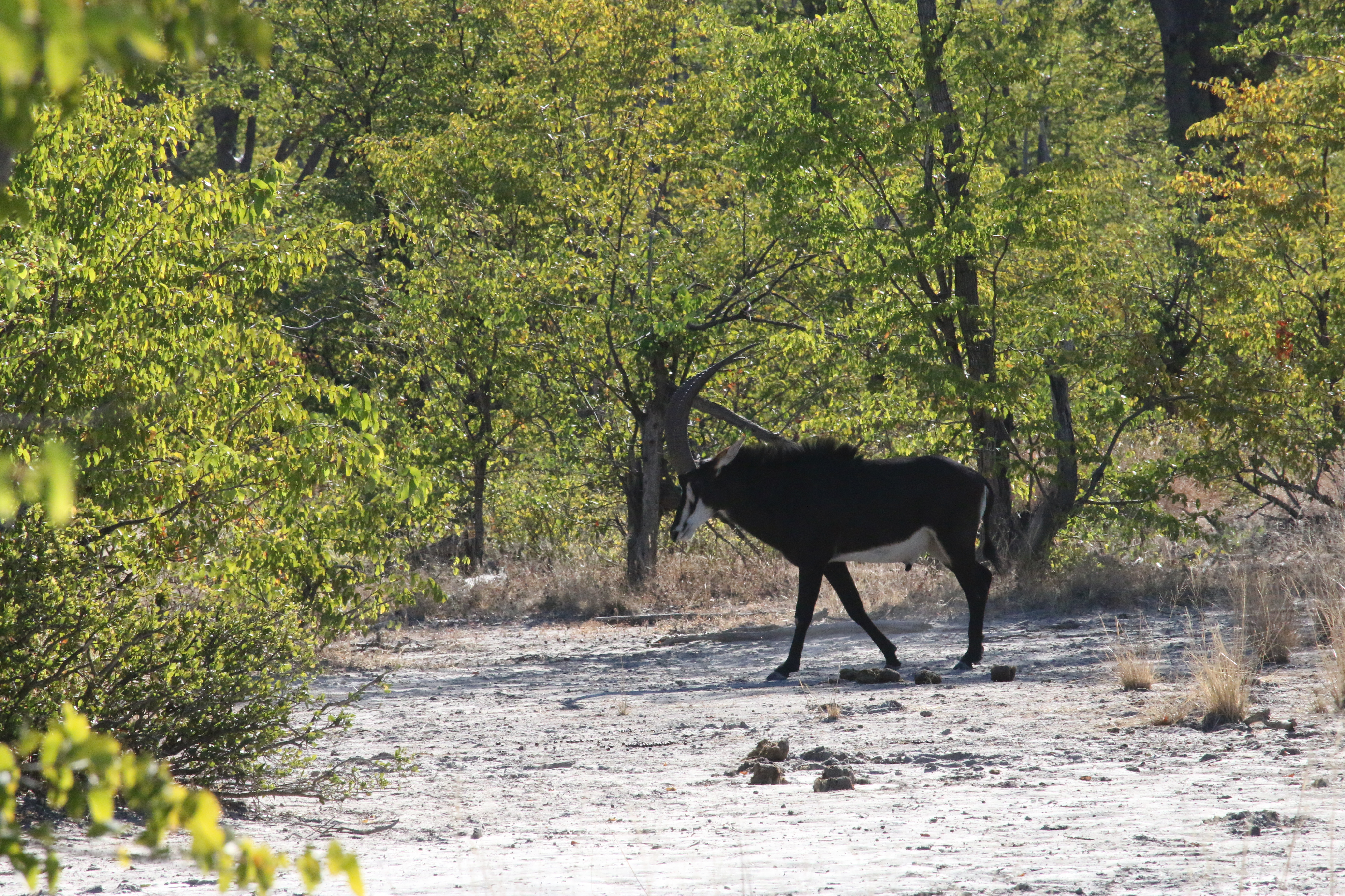 Black Sable 3