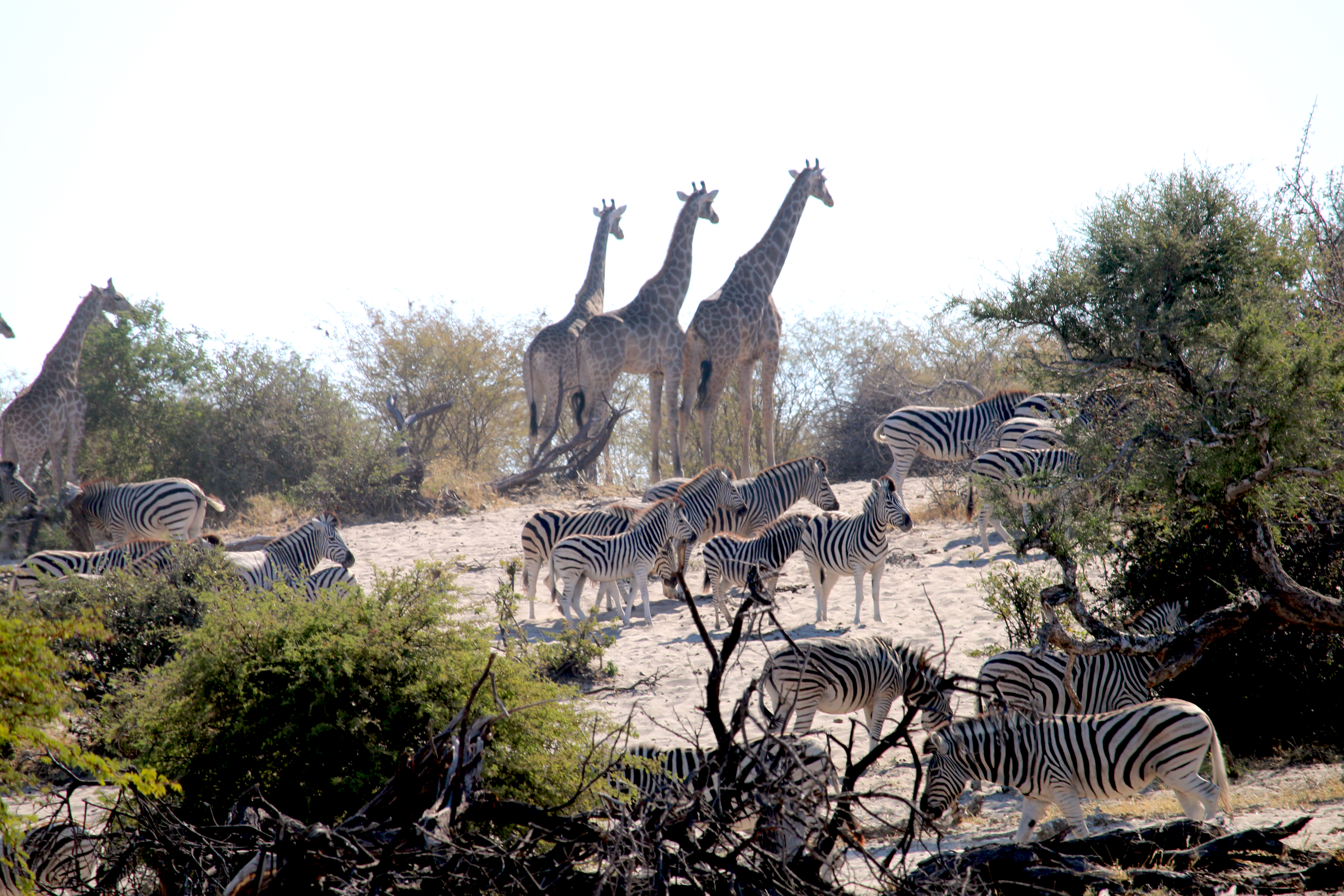 Giraffes and Zebra on top of the hill. The sun is behind them, so the shot is a mess. 