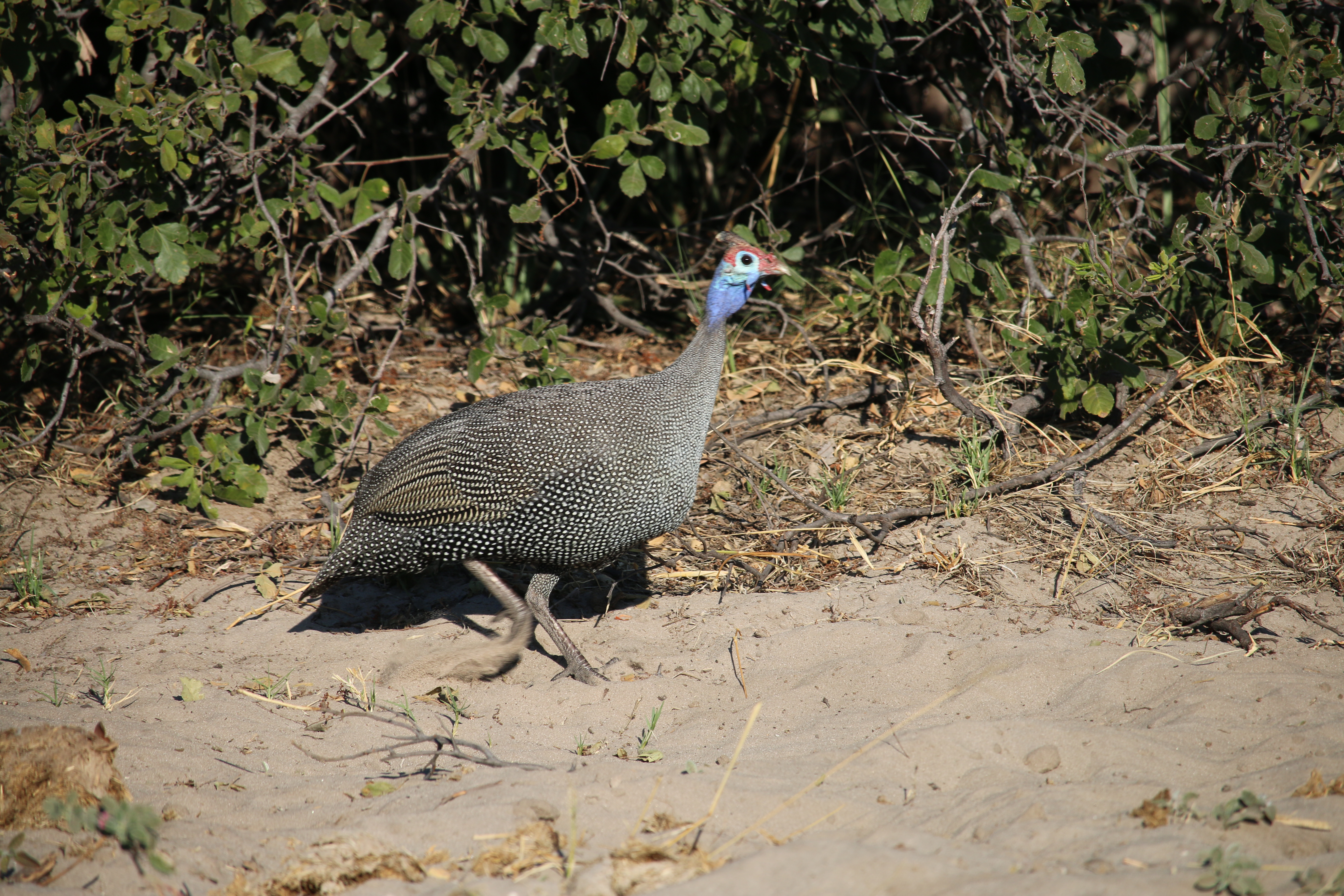Helmeted Guinea Fowl, I just thought it had interesting coloring. Turns out it's a very popular fowl among hunters. 