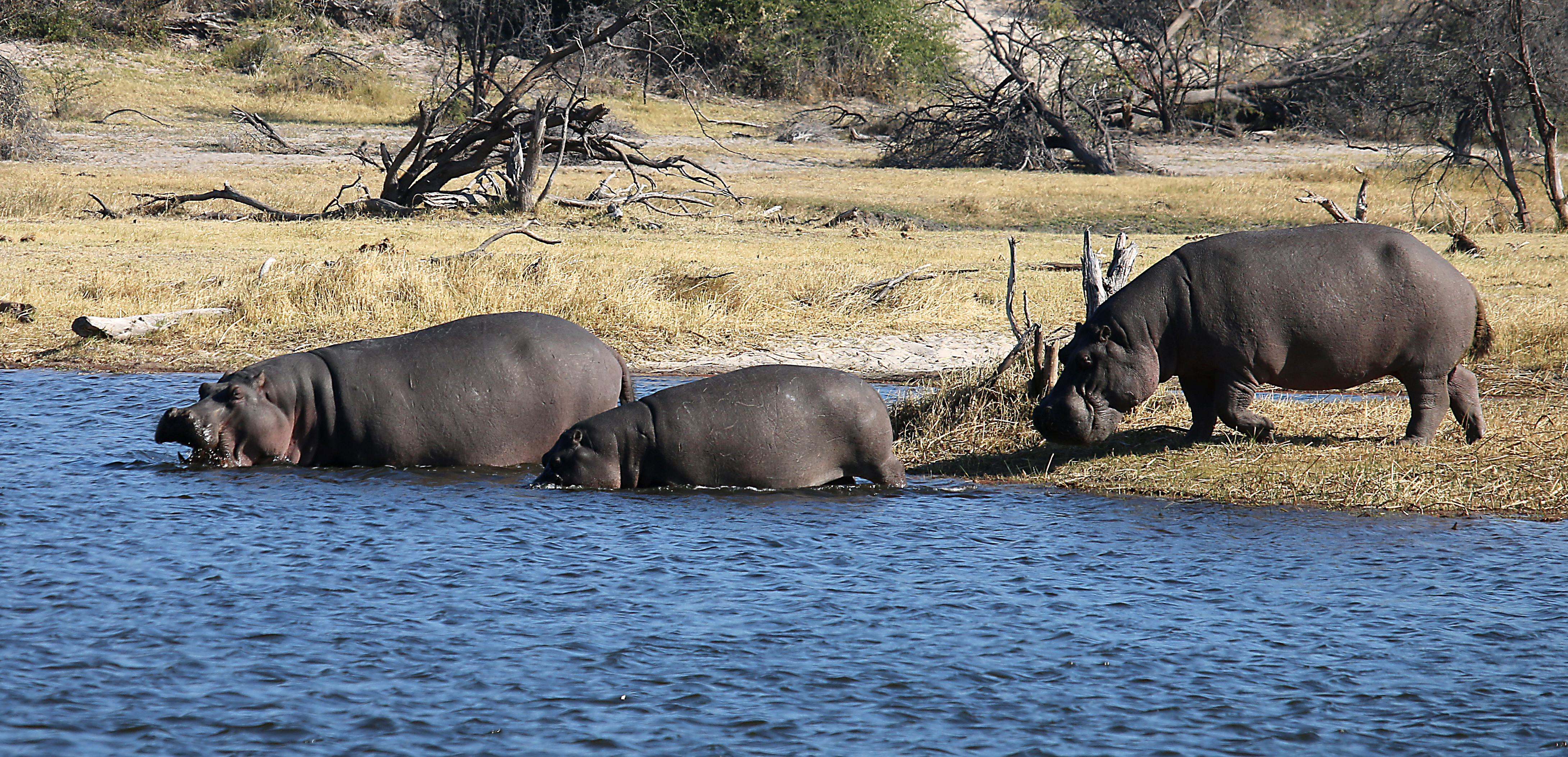 Hippo Pool, now you see them.