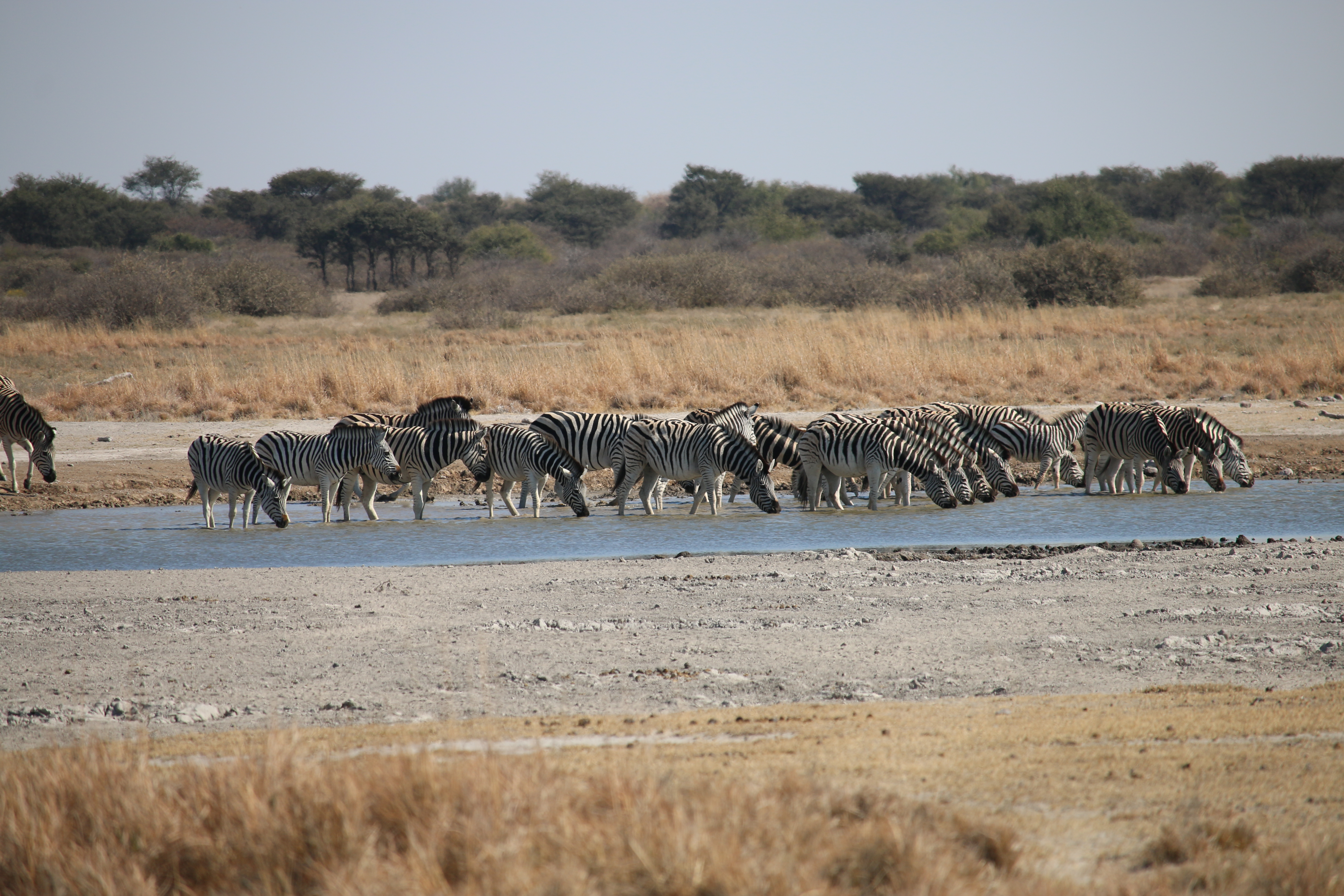 Zebras at the watering hole. At this moment I can't believe where I am. 