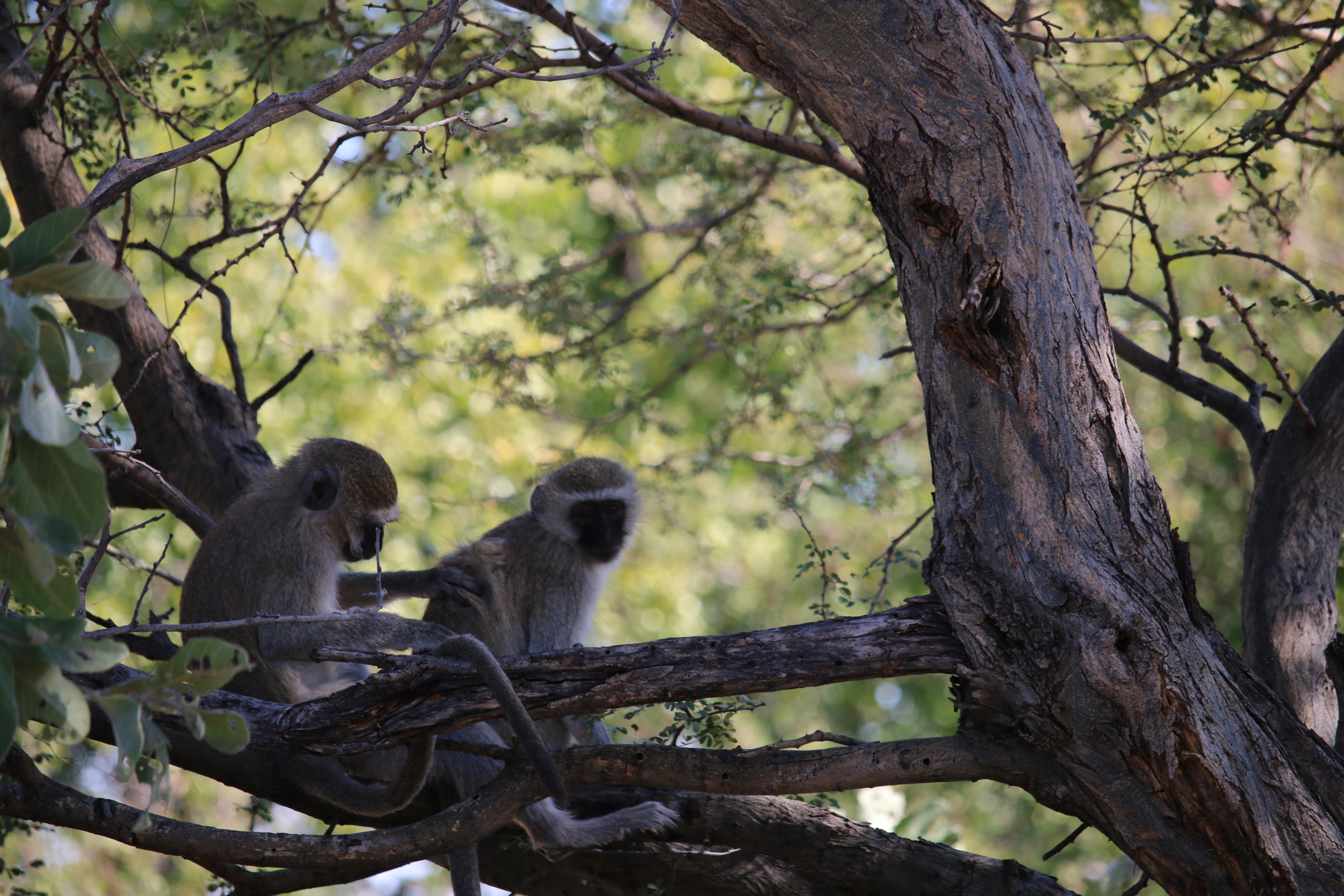 I'm a sucker for monkeys, I just find them amusing to watch, even the word "monkey" is amusing to me. 