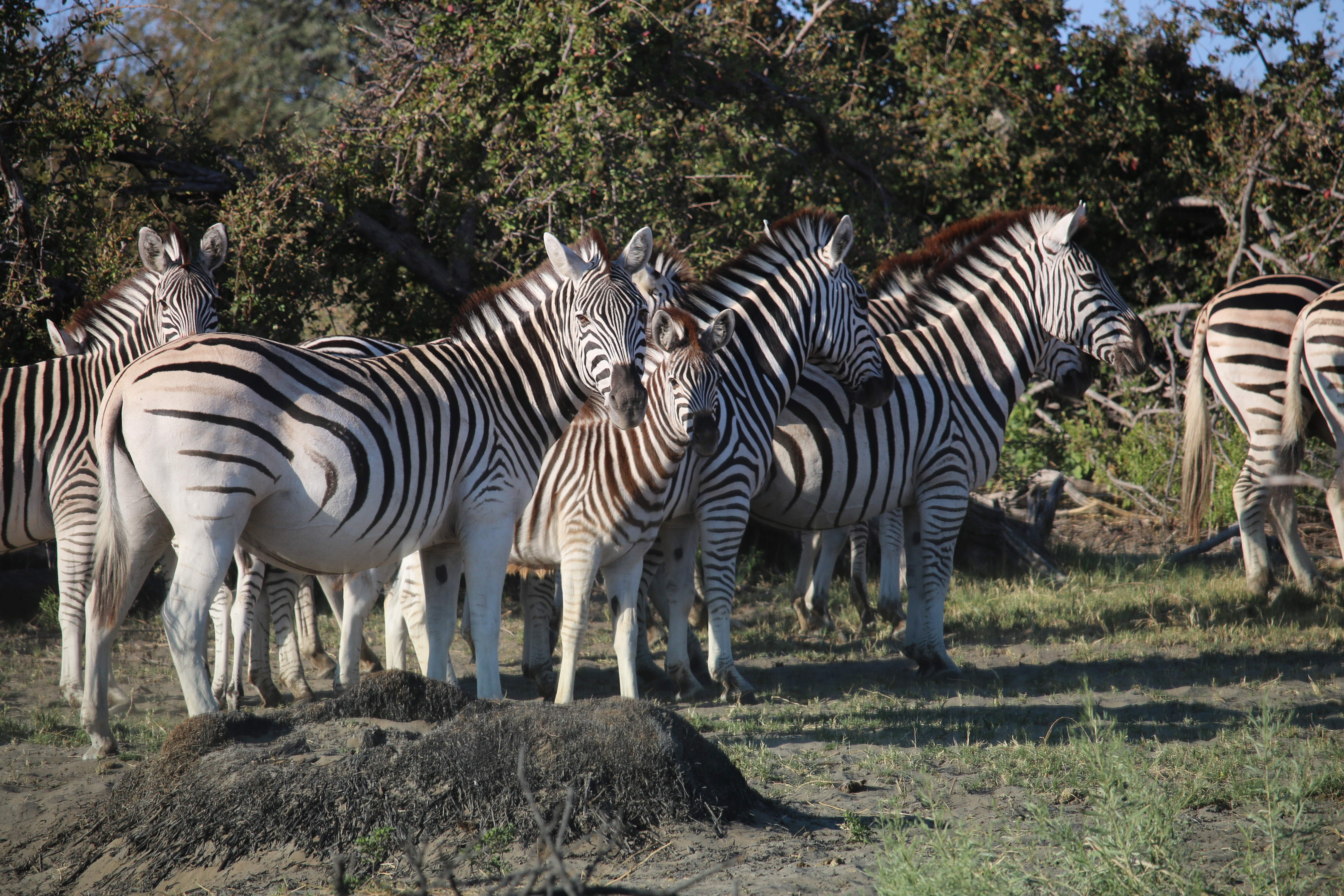 I discover with Zebra that they will stand and watch you if you keep moving in your vehicle, once you stop they turn and run. So, trick is to photograph them as you are moving, not so easy when you are driving, and you are not exactly on a "road". 