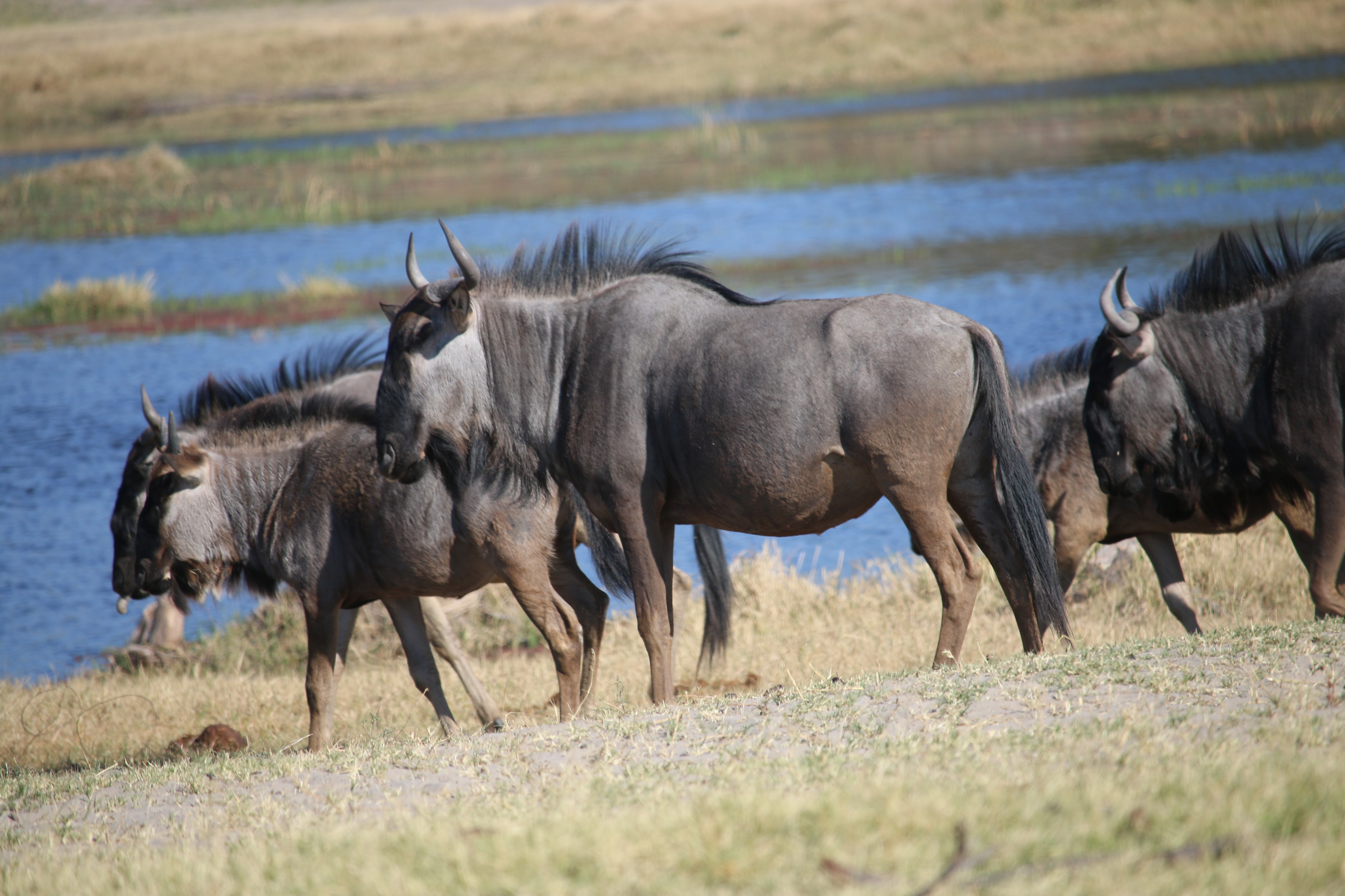 Wildebeest, not pretty, but pretty cool for sure! 