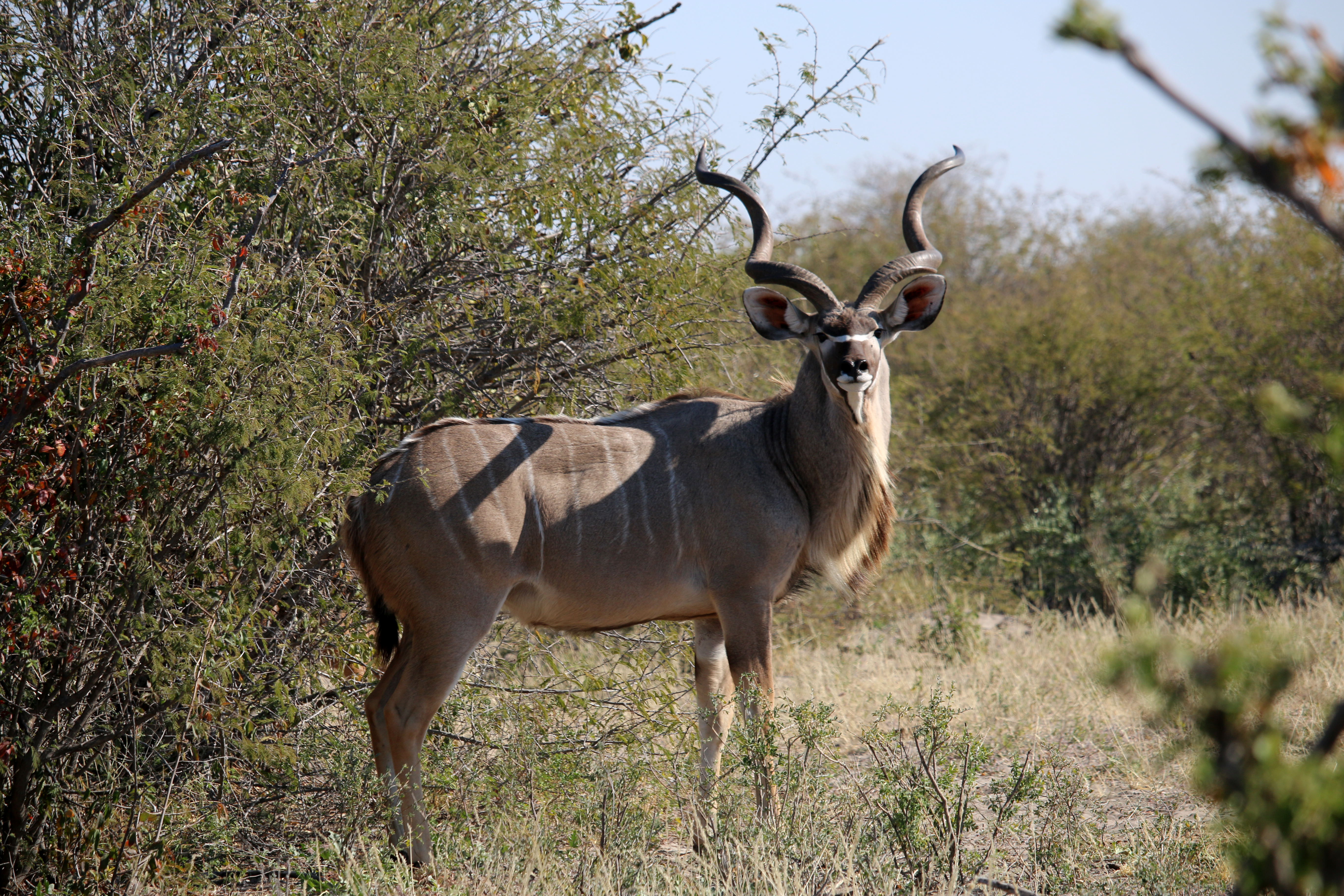 Male Greater Kudu, antelope family. 