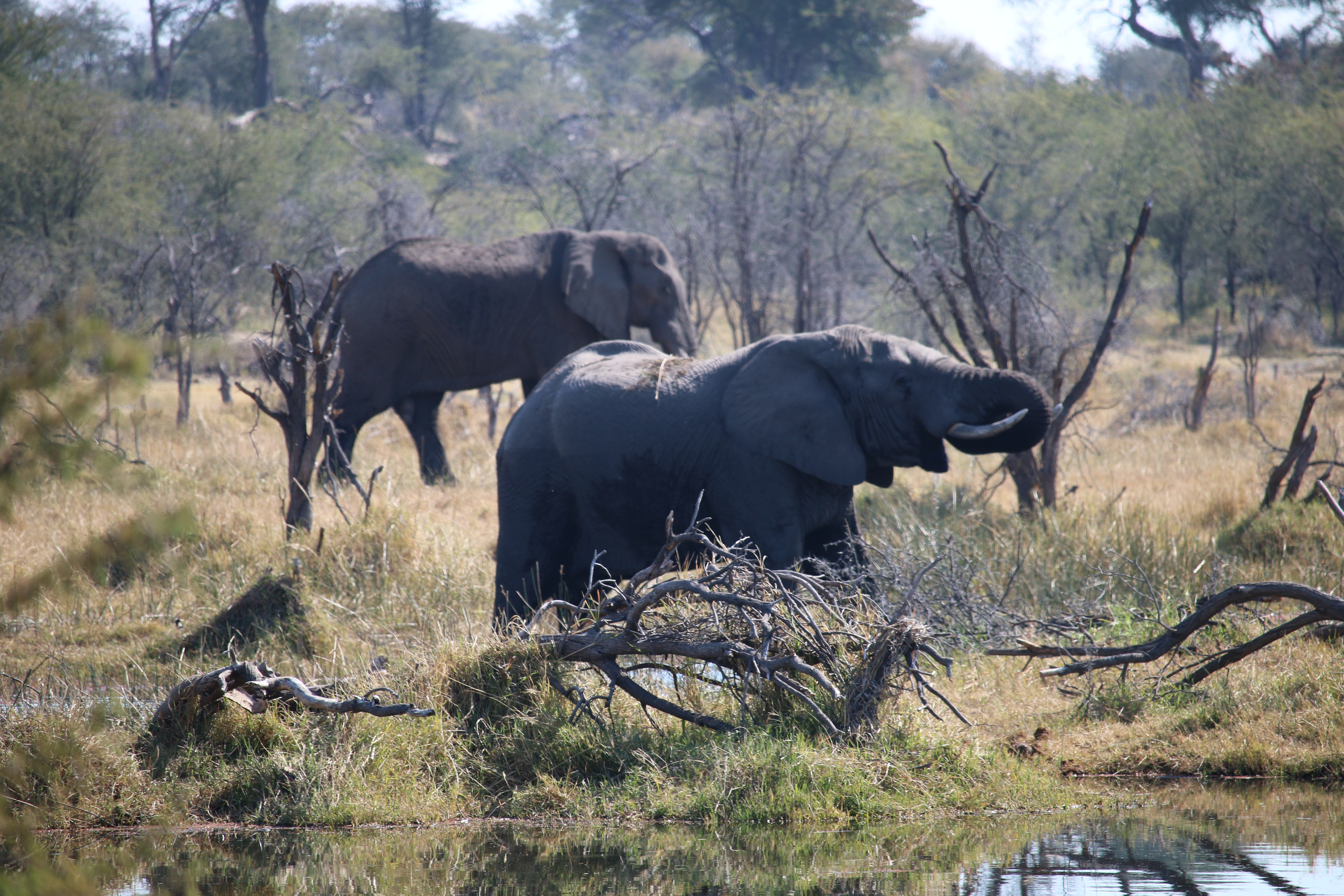 It turns out I did see an elephant, in fact two of them. 