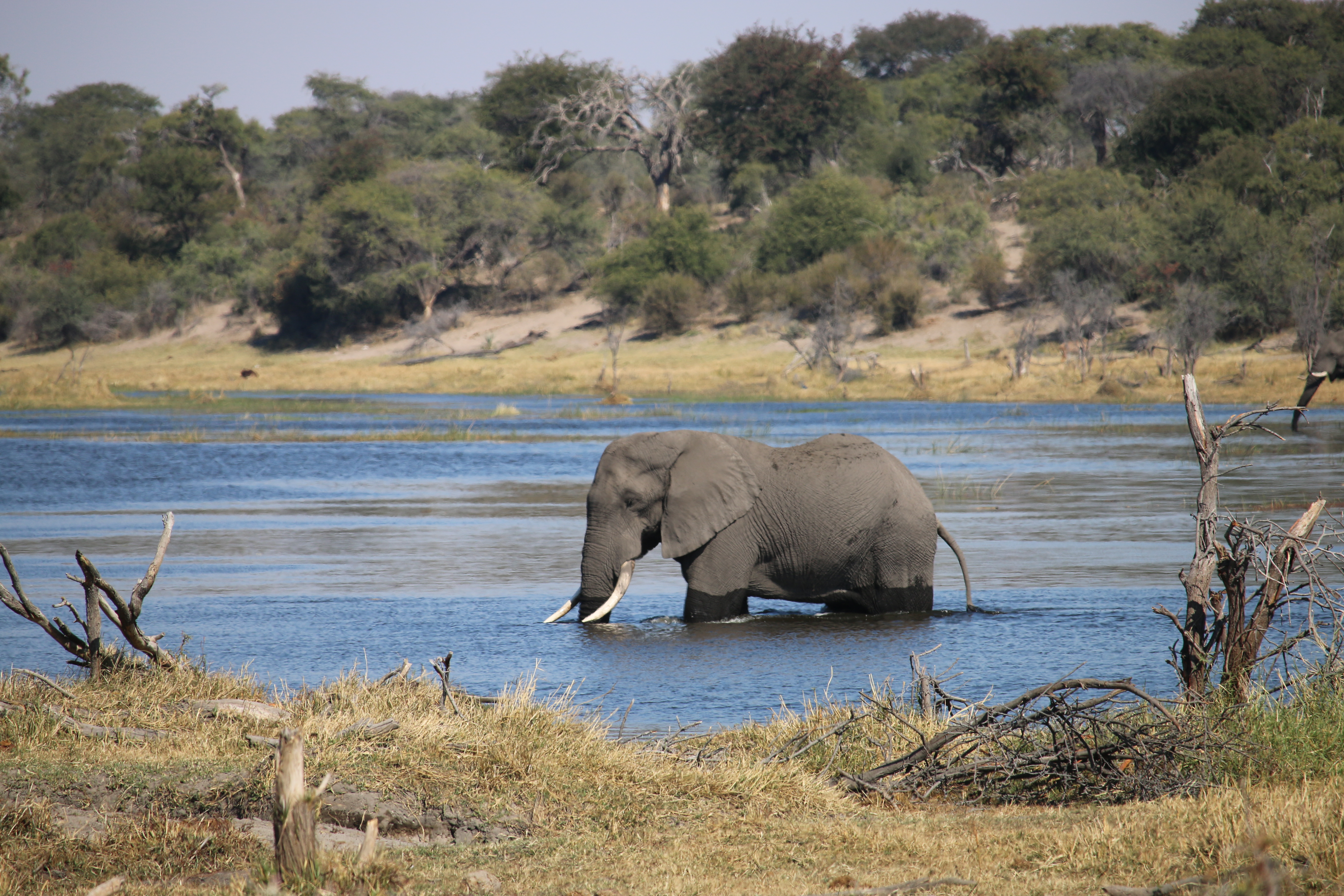 Papa bull crossing the river, leading his herd back from the river. 