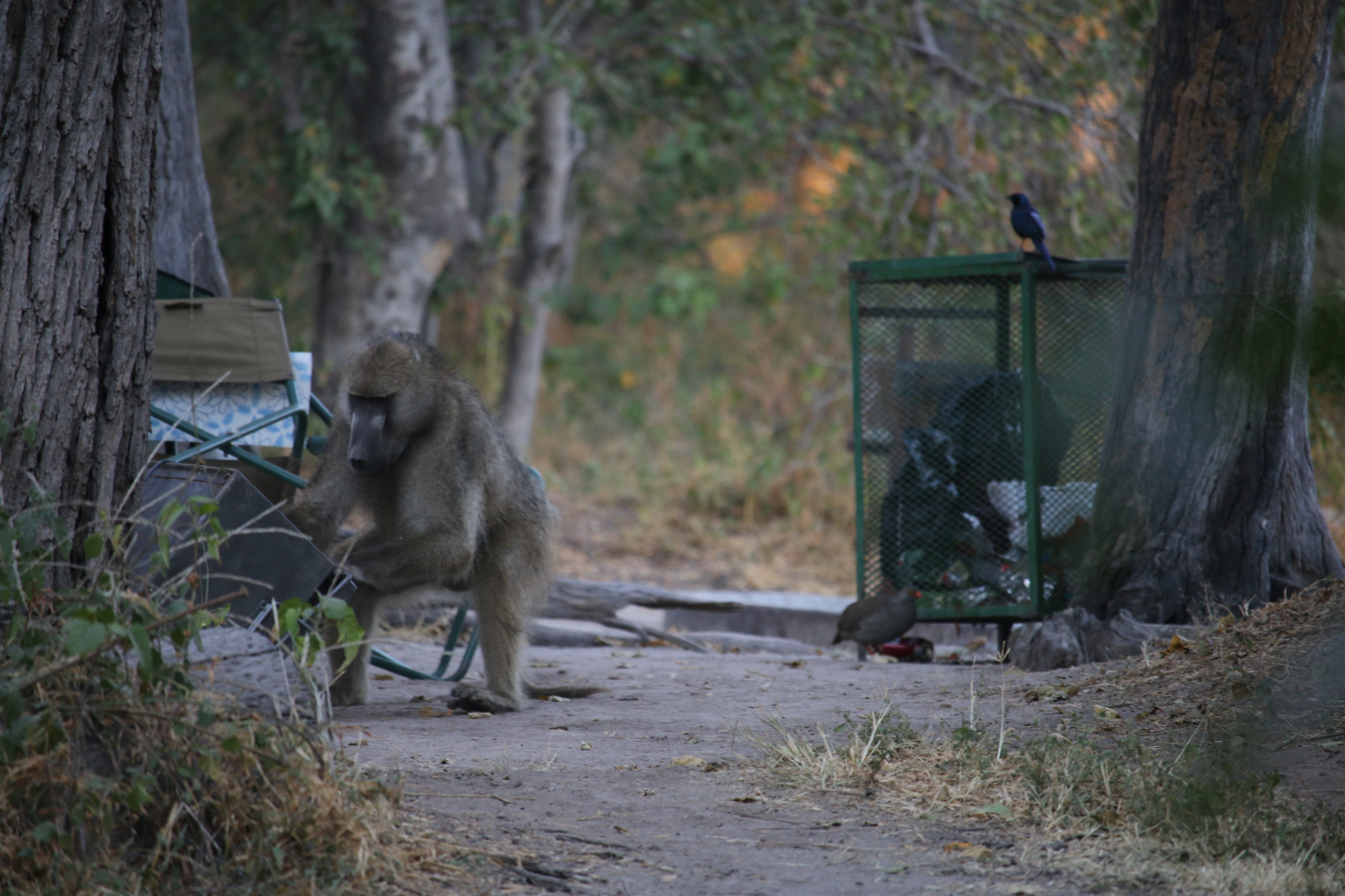 Baboons wrecking havoc on a campsite. 