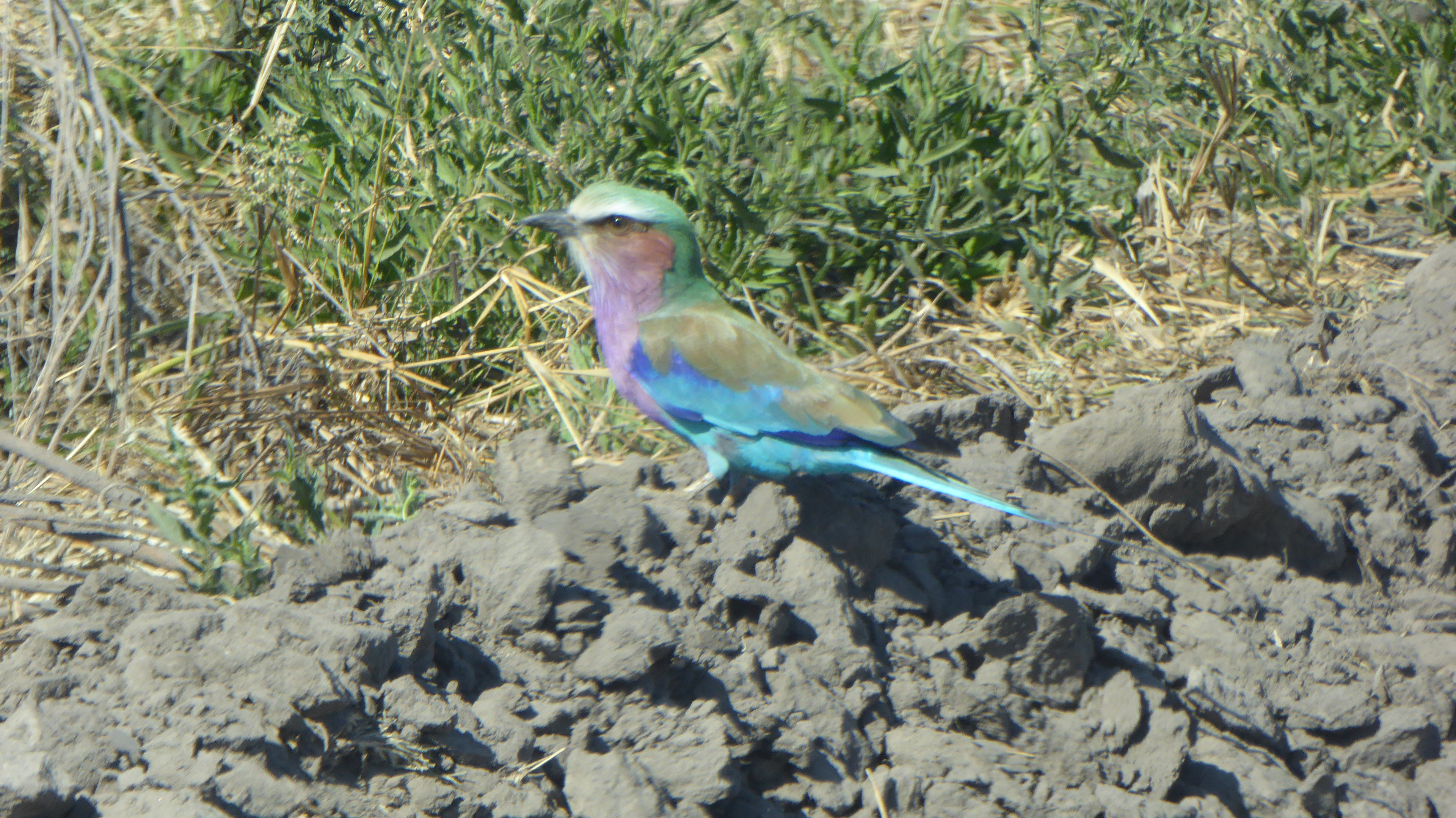 Lilac-Breasted Roller, the national bird of Botswana. 