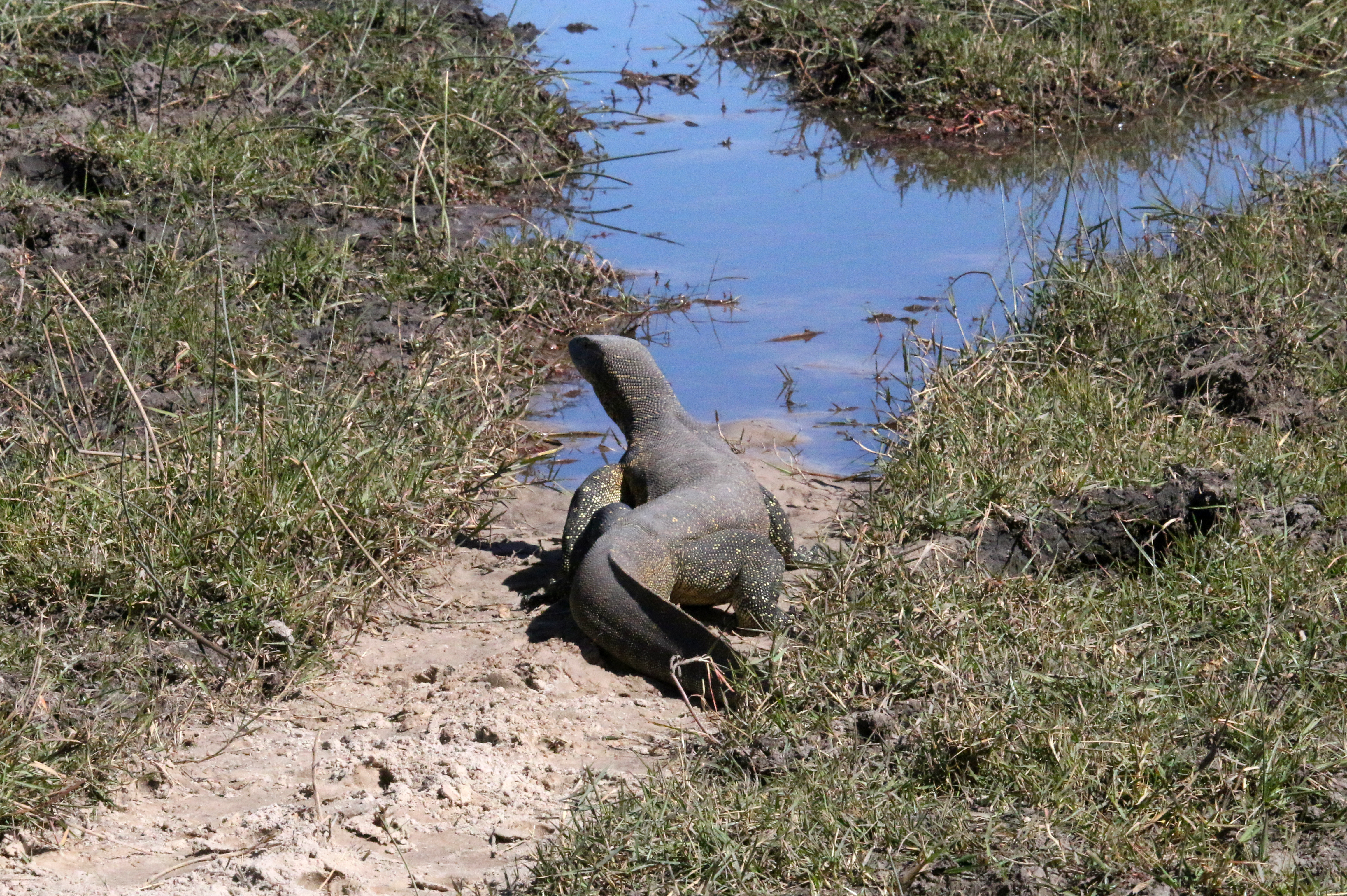 Nile Water Monitor, apparently some people have these as pets. It really doesn't look all that cuddly to me. 