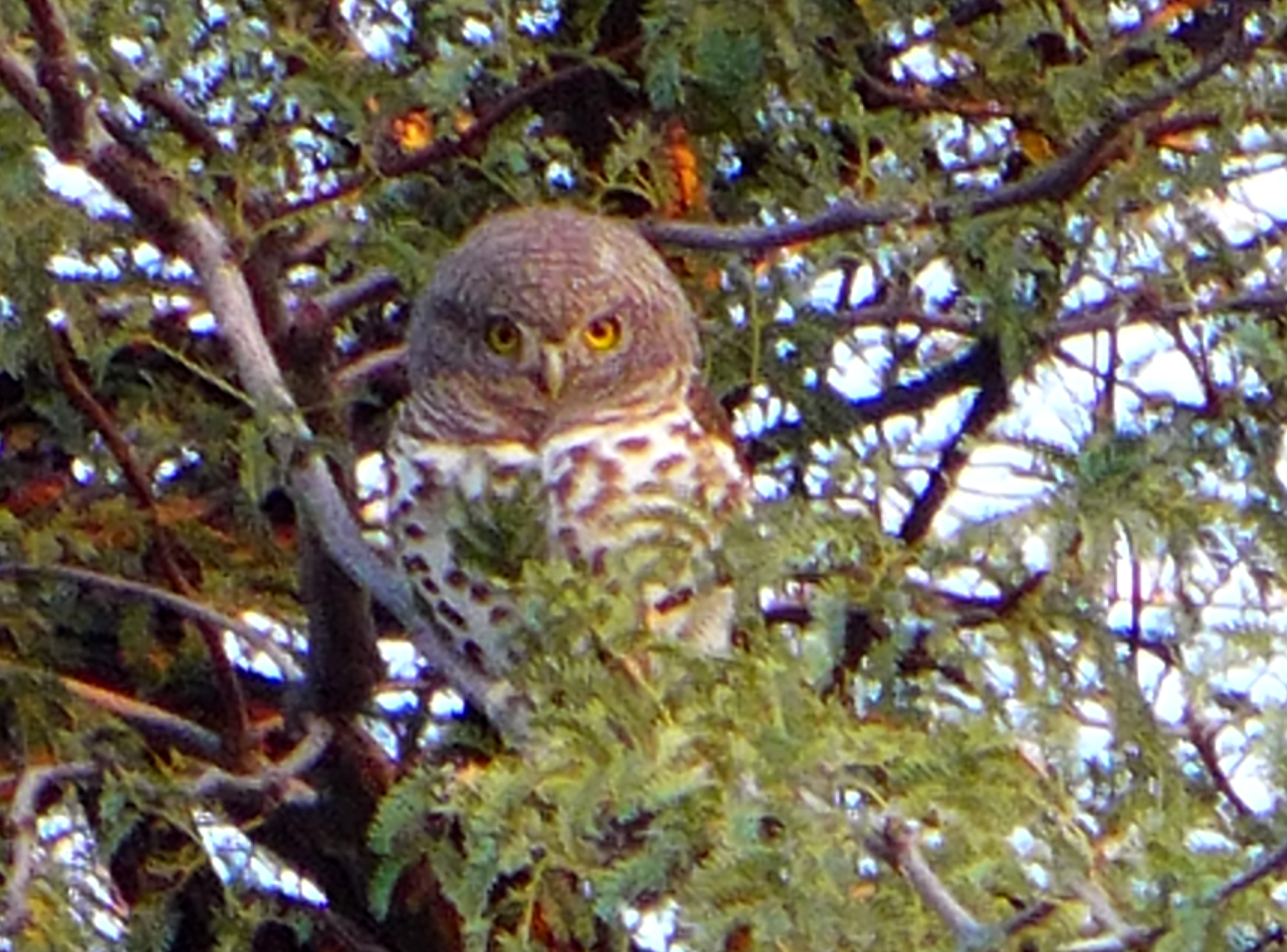 Owl