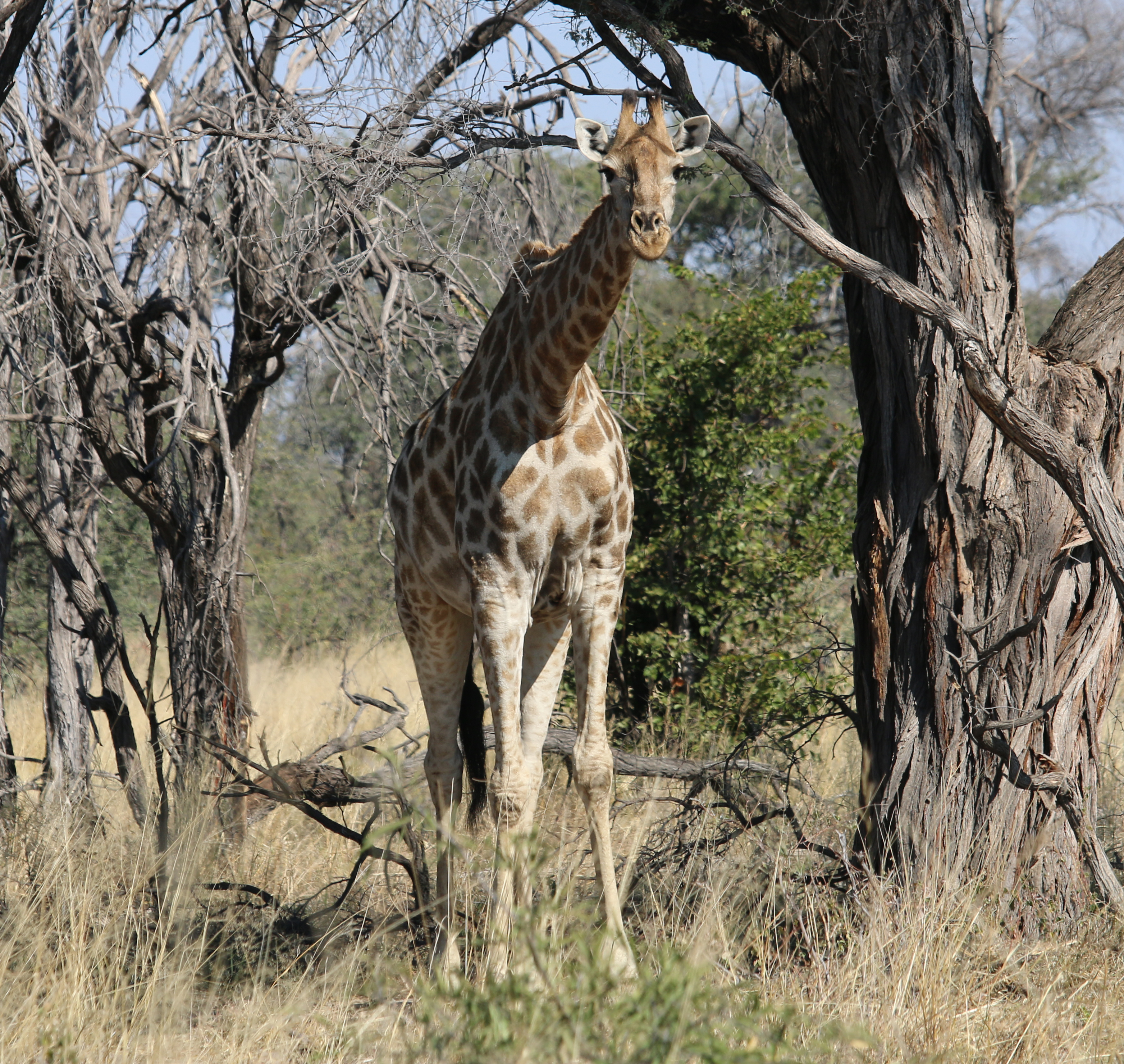 Driving into Moremi Wildlife Reserve I see this cute guy! 