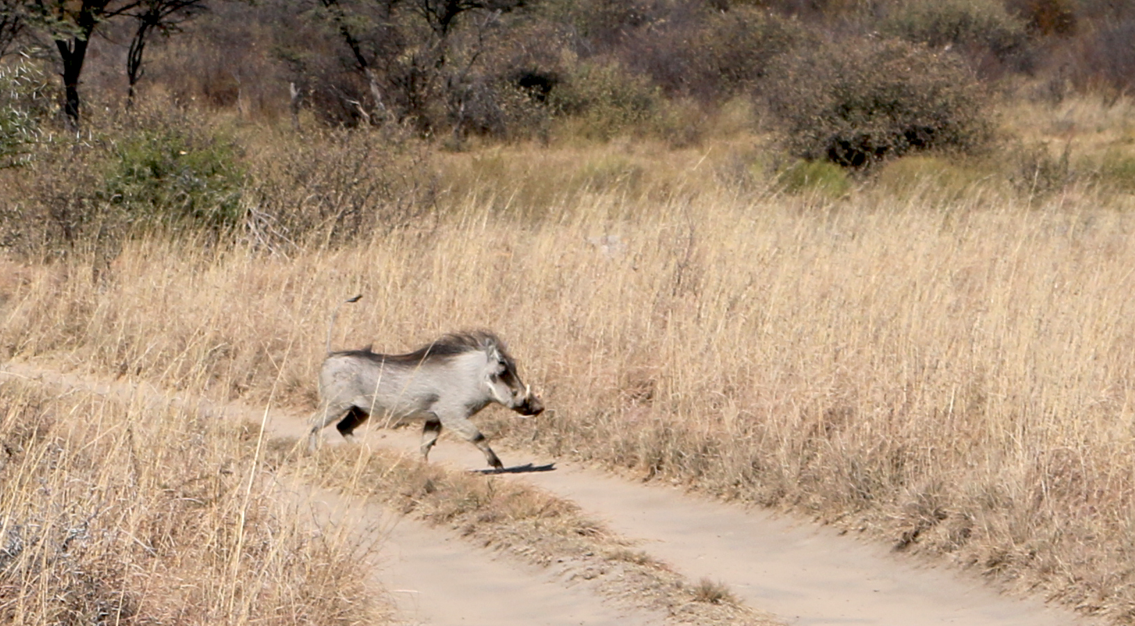 Warthog 1