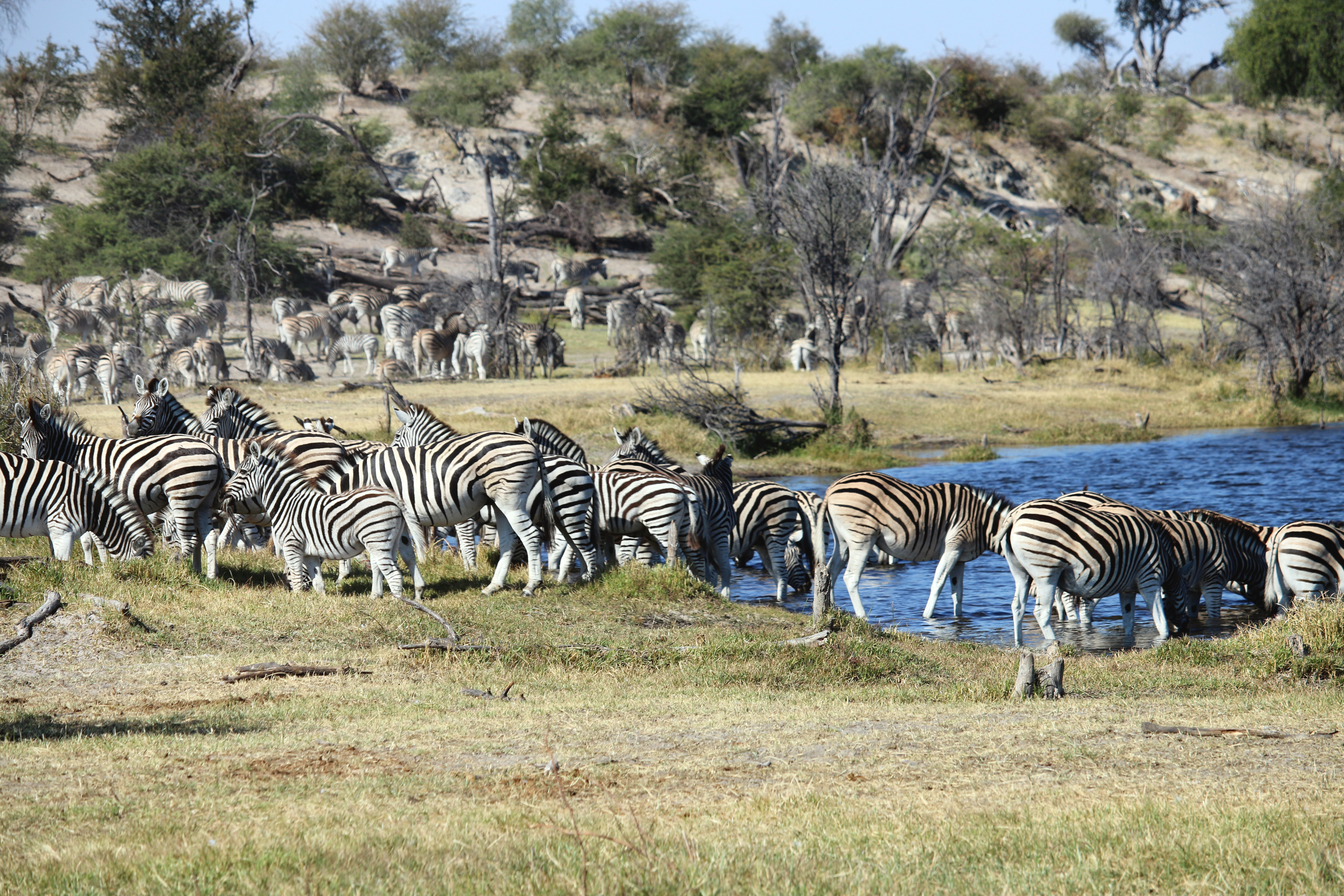 Zebra Herd