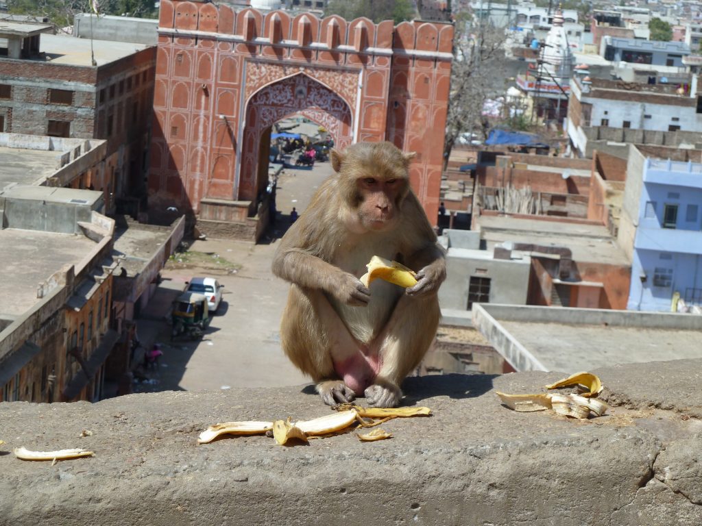 Galta Ji Monkey Temple with Jaipur City Gate in background. Sadly, the complex was closed beyond this point in honor of the Holi Festival. 